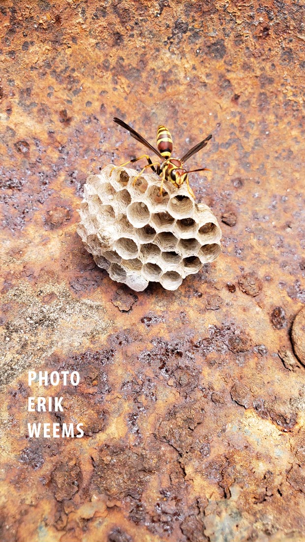 Virginia Wasp