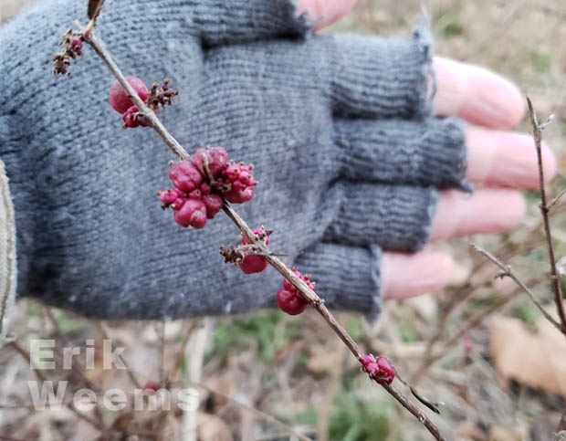 Wild Winter Berries