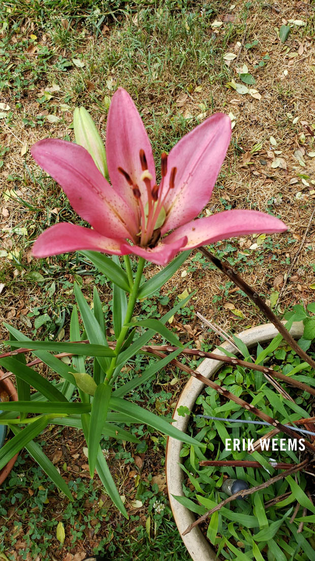 Red Bloom