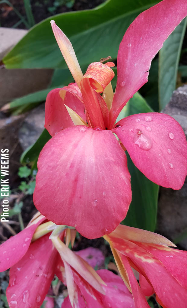 Red Purple Plant