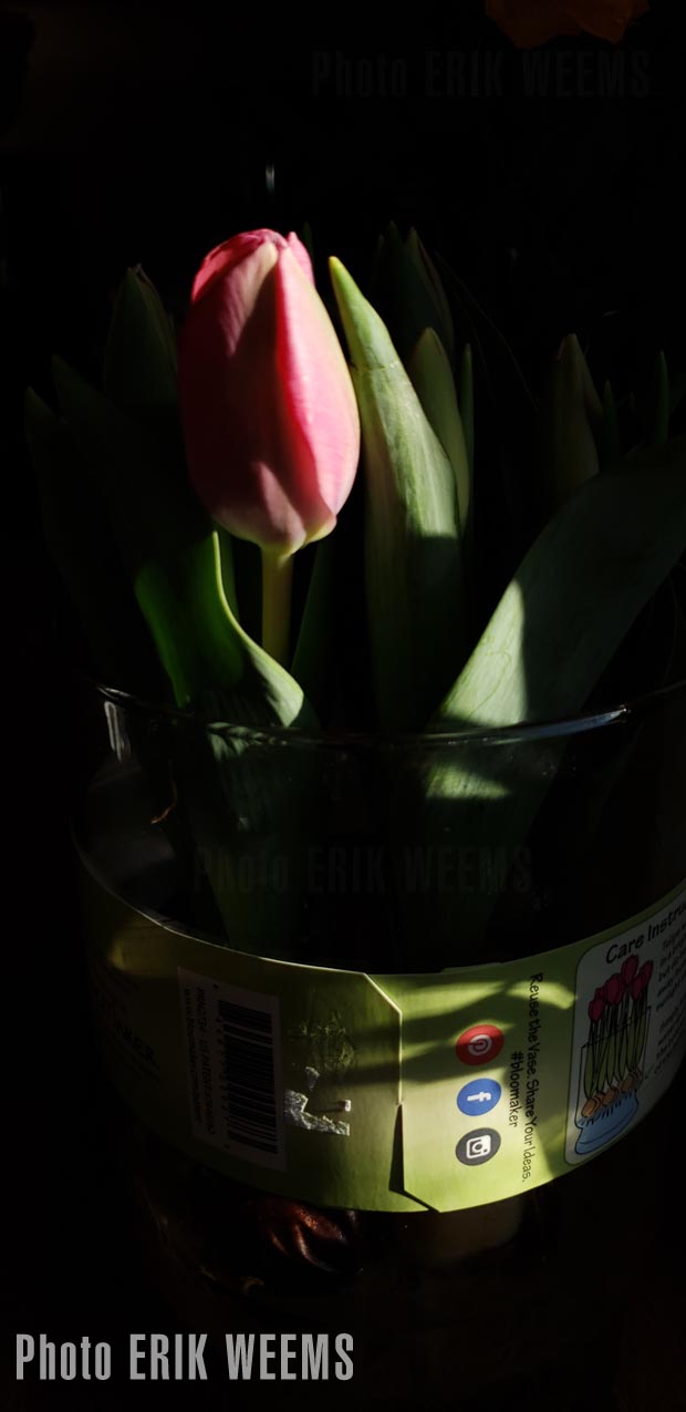 Tulip Growing