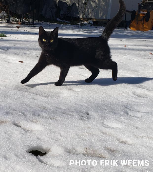Peanut the Cat