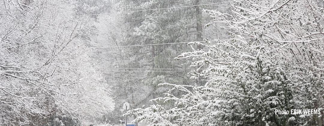 Trees in the snow